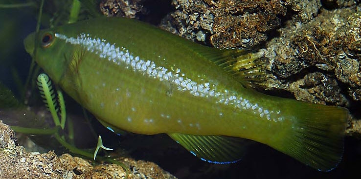 Labrus viridis_012